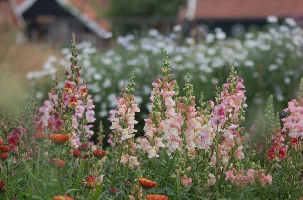 Uit de tuin, op de vaas